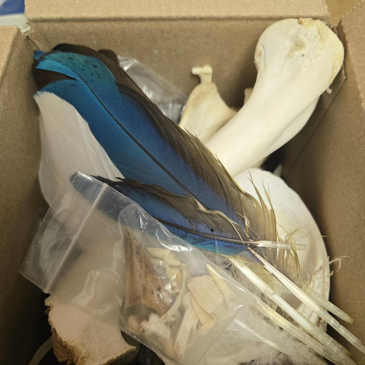 Mystery bone box 45 contains