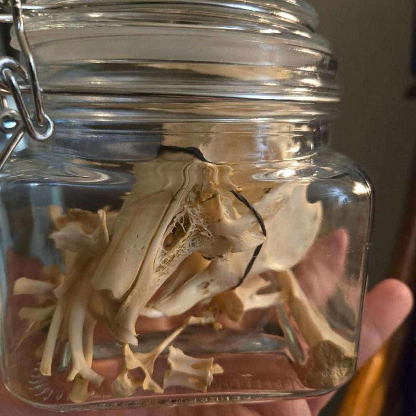 Cottontail rabbit bones