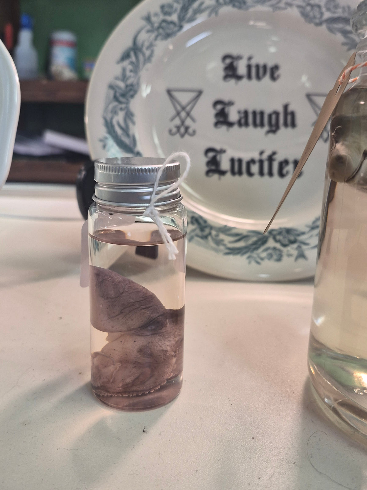 Baby Octopus wet specimen