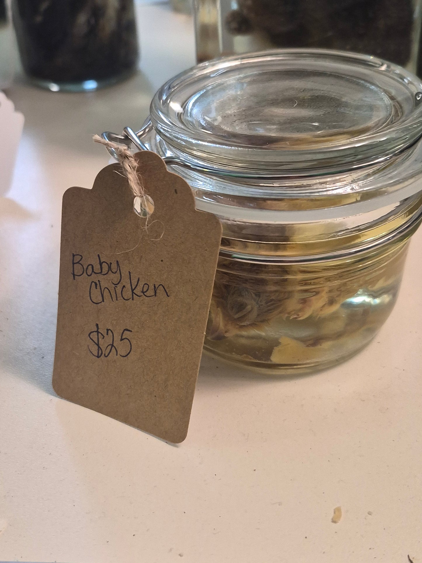 Baby chicken