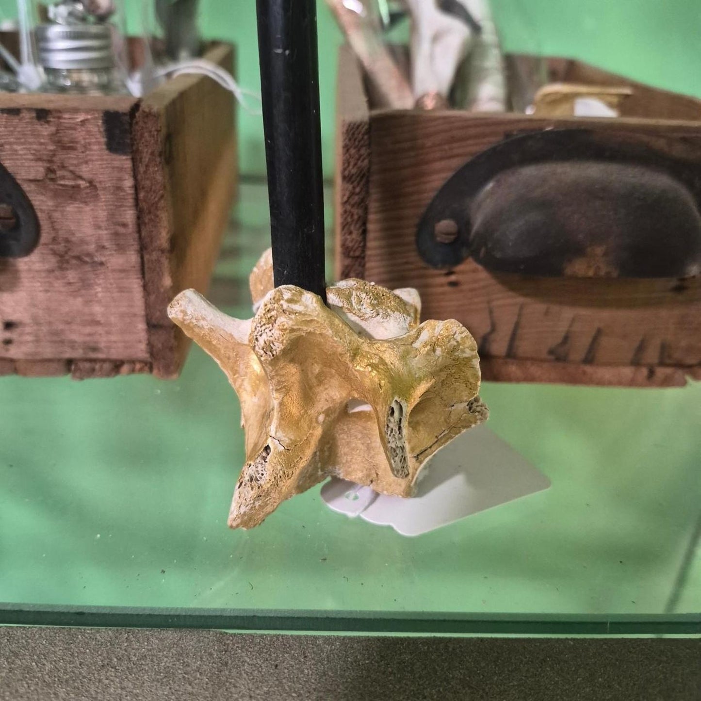 Bone candle holder painted with gold accents