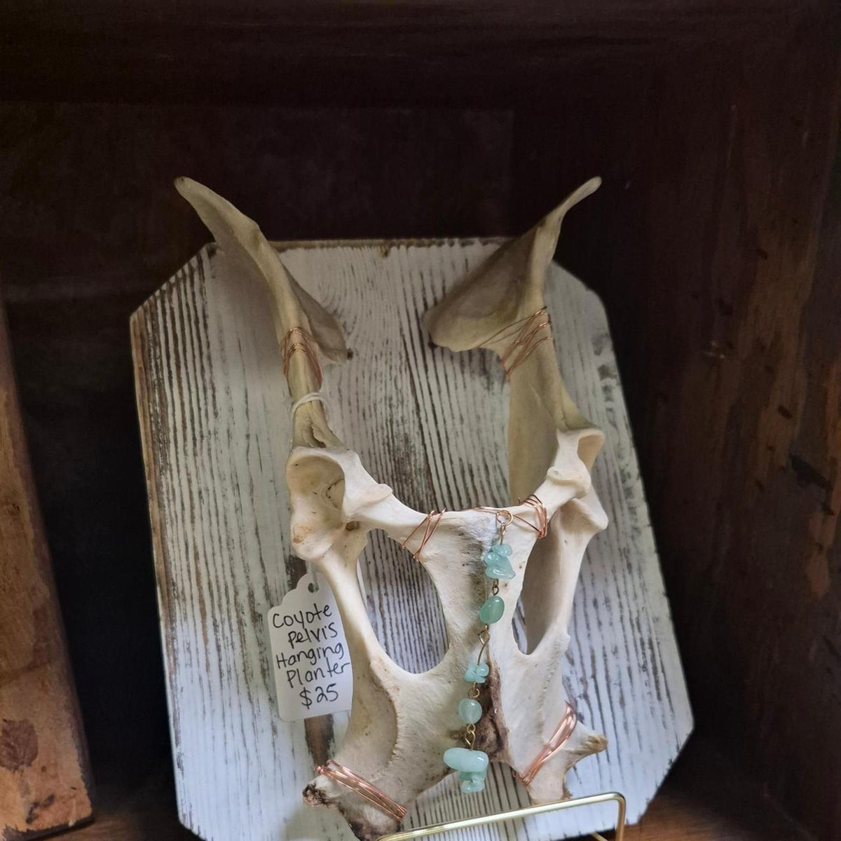 Coyote pelvis hanging planter handmade