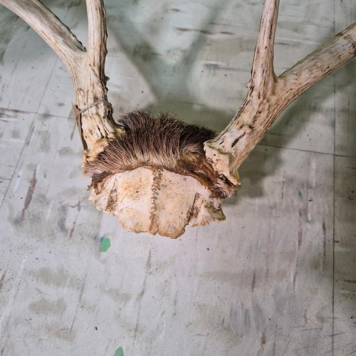 Hair piece henry deer skull