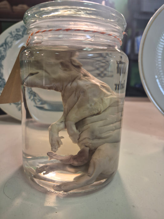Baby Pig wet specimen