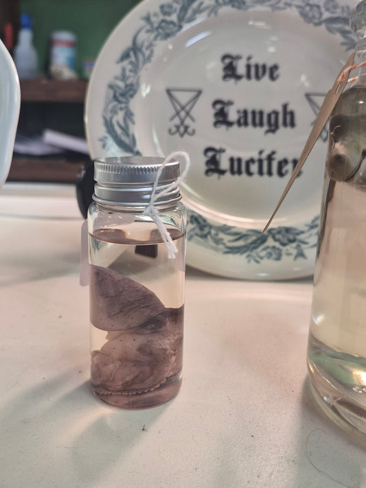 Baby Octopus wet specimen