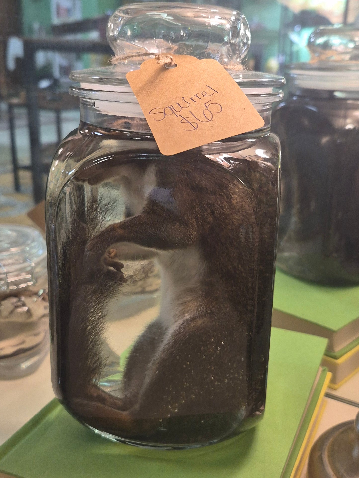 Squirrel wet specimen