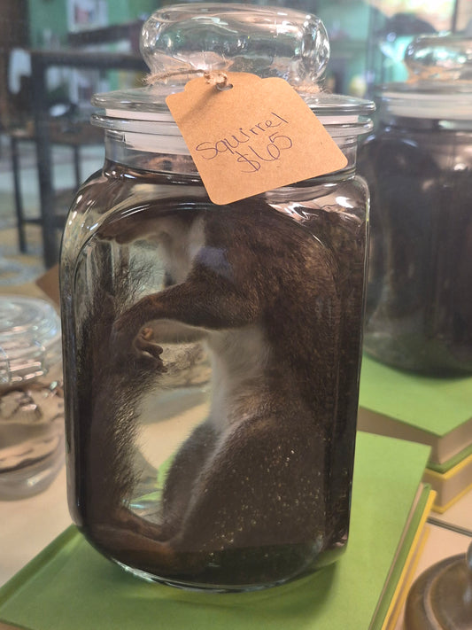 Squirrel wet specimen