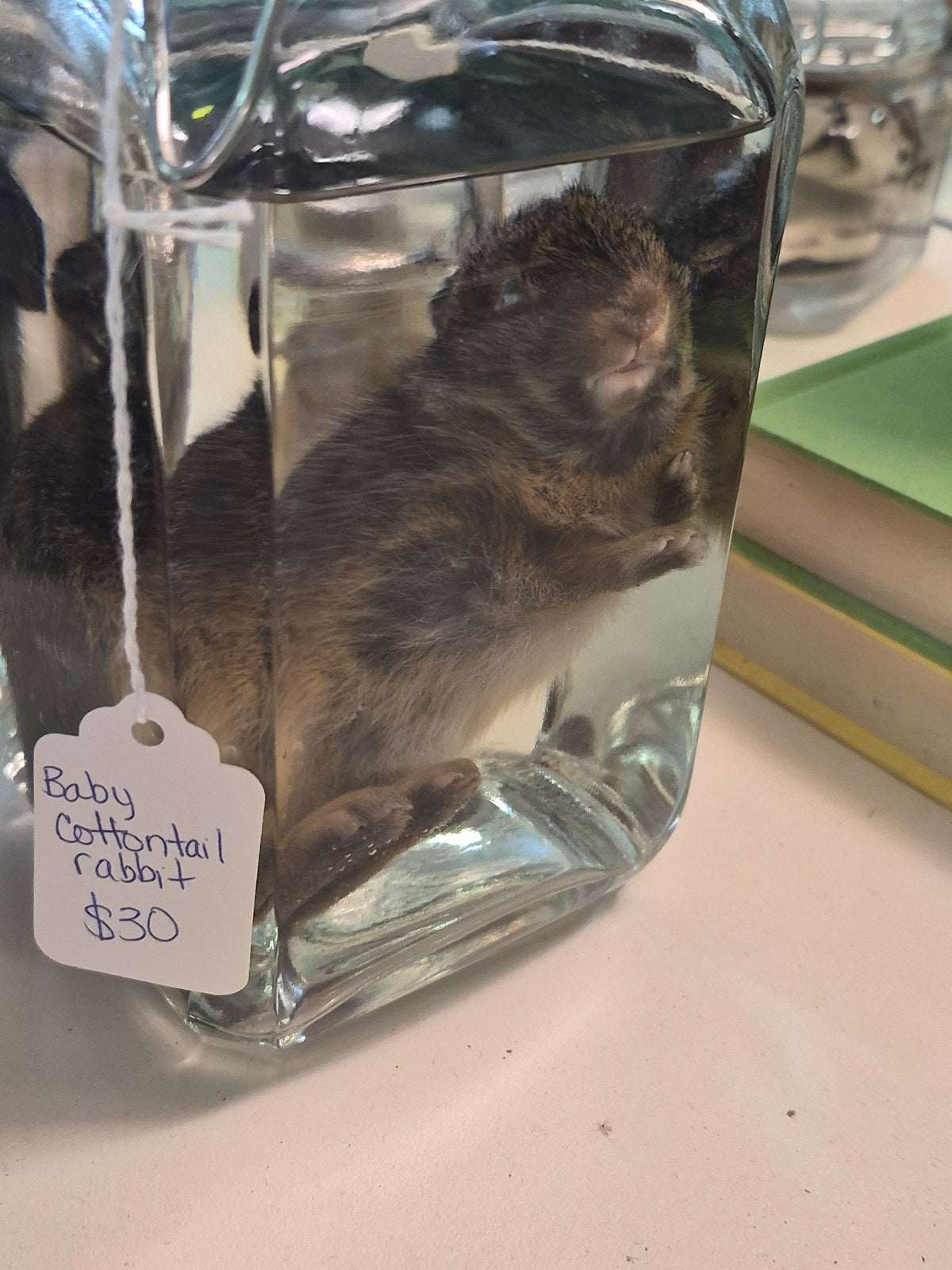 Baby Cottontail wet specimen