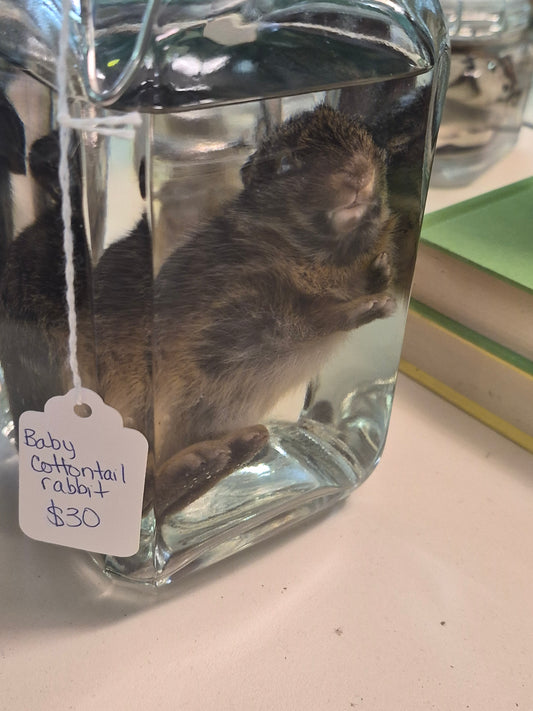 Baby Cottontail wet specimen