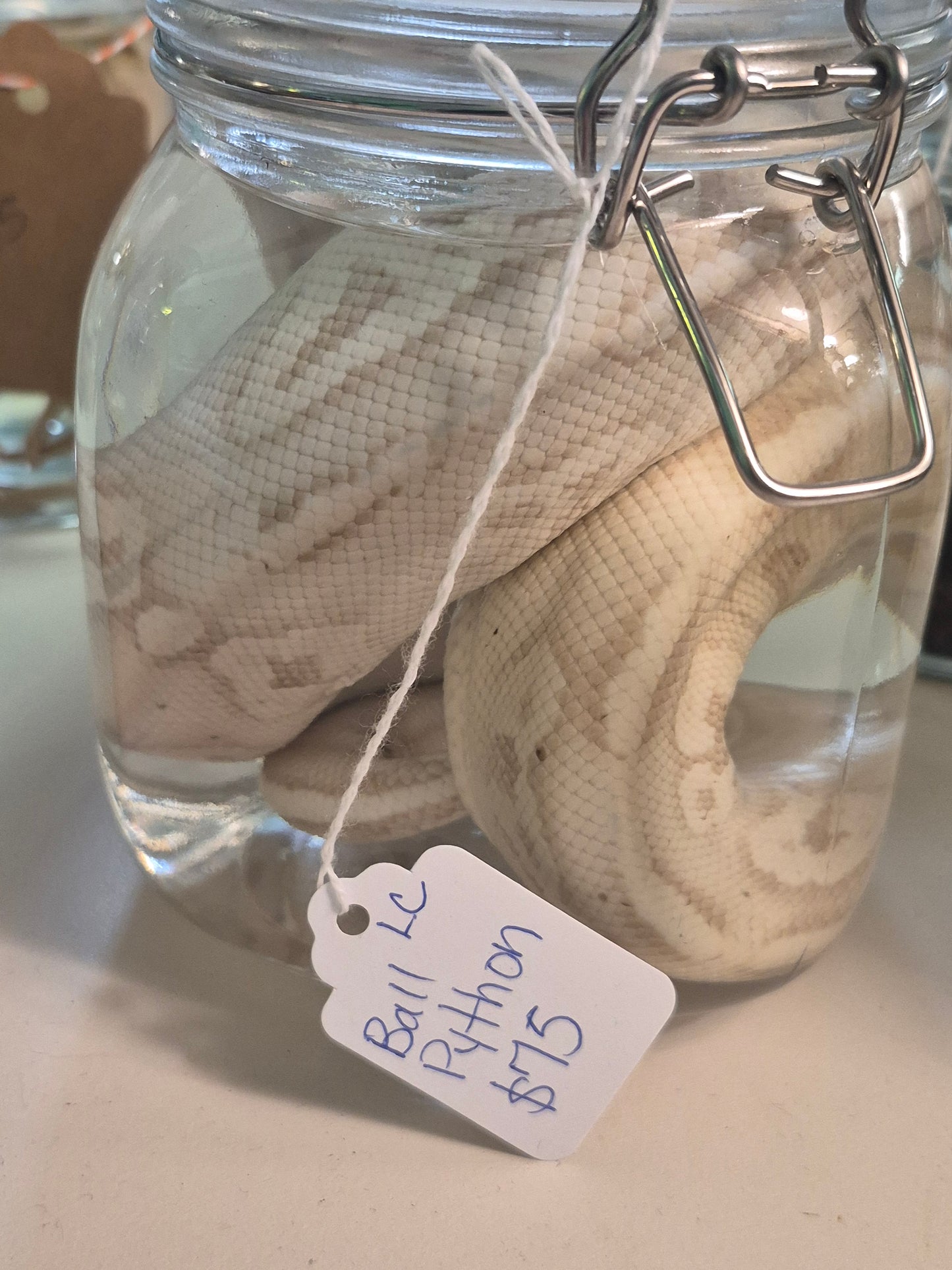 Ball Python