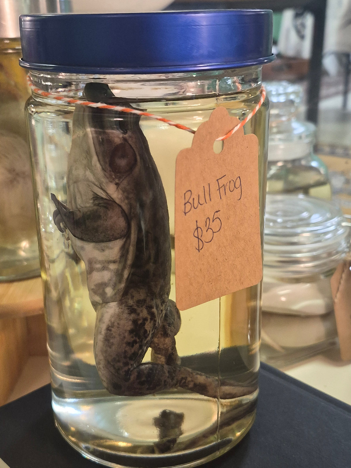 Bull frog wet specimen