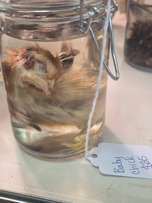 Baby Chick
