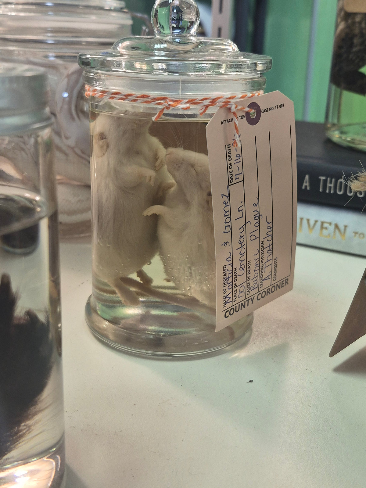 Mice Wet Specimens