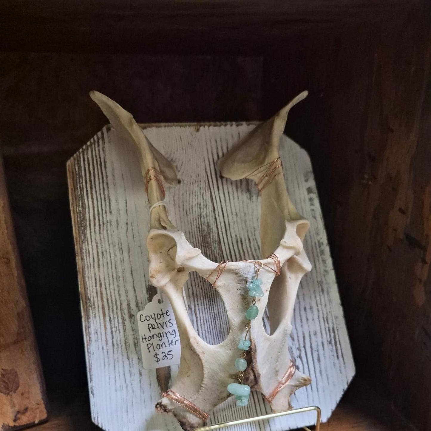 Coyote pelvis hanging planter handmade