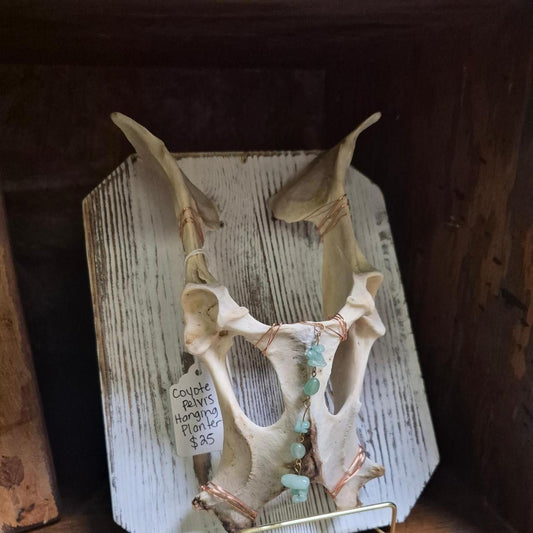 Coyote pelvis hanging planter handmade