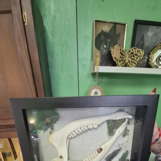 Framed deer jaw deer jaws