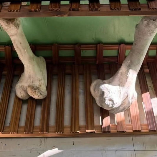 2 large cow bones